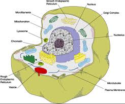 Image result for organisms and their environment