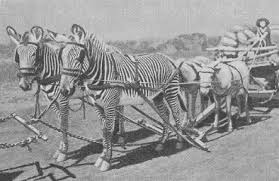 Résultat de recherche d'images pour "domesticated zebra"