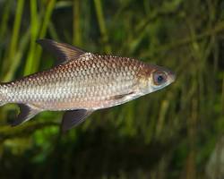 Gambar ikan Balashark Balantiocheilos melanopterus