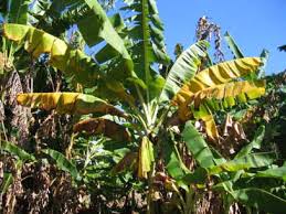 fusarium wilt in banana ile ilgili görsel sonucu