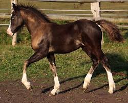 Bildergebnis für Fohlen