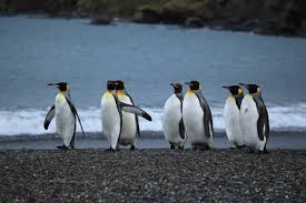 Image result for penguin