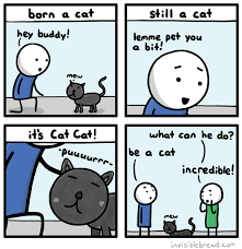 Bildergebnis für cat bread