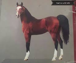 Image result for IRAN HORSES