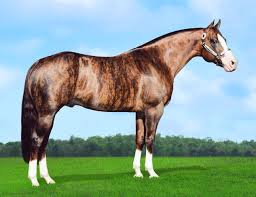 Image result for HORSE