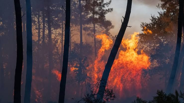 Extreme temperatures fuel wildfires in France, with Bordeaux mega-fire threatening vineyards and areas resembling a ‘war zone’