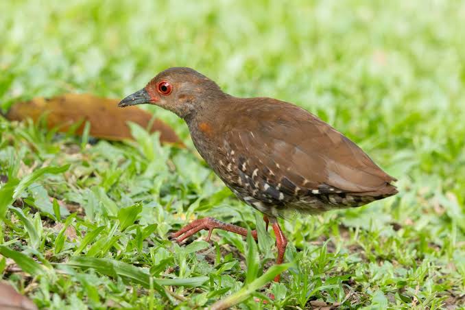 Rallina fasciata - Details : Red-legged Crake
