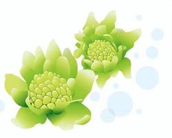 フキノトウ イラスト フリーの画像