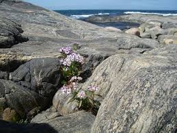 Bildresultat för Klippor och berg