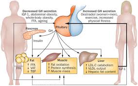 Resultado de imagem para Effect of growth hormone on body tissues