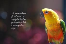 Top ten important quotes about bird images Hindi | WishesTrumpet via Relatably.com