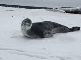 Resultado de imagen de foca leopardo