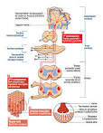 Syndrome pyramidal