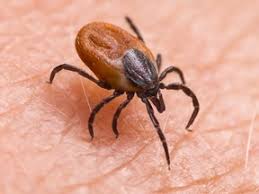 Understanding the Surge of Tick-Borne Anaplasmosis in Canada - 1