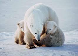 Résultat de recherche d'images pour &quo</div></body></html>