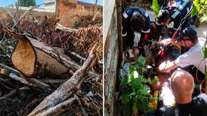Idoso morre após ser atingido por tronco de árvore na zona Leste de Manaus
