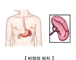 비장 이미지