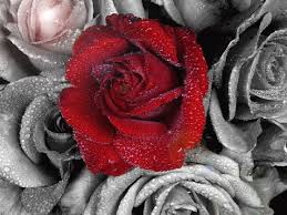 Résultat de recherche d'images pour "magnifique"