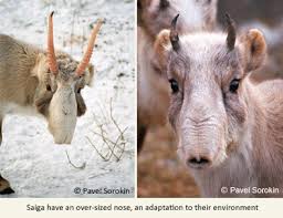 Résultat de recherche d'images pour "saiga antelope"