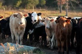 Image result for cow photo pregnant herd