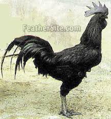 Hasil gambar untuk ayam cemani