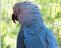 Rio 2 cast parrots pictures species <?=substr(md5('https://encrypted-tbn2.gstatic.com/images?q=tbn:ANd9GcRXGxZyadno6ONjfKN33X51r7l5C2r8K9izFbGM6uFfFvKO2qY9o4BjVK8'), 0, 7); ?>