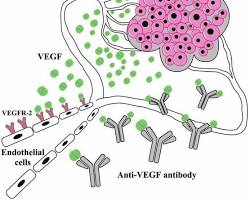 Image of Therapeutic VEGF antibodies