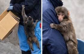 Punchy's emotional moment with zookeeper