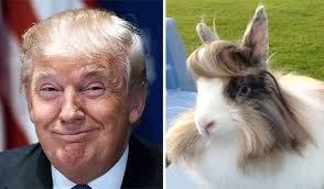 Résultats de recherche d'images pour « #TrumpYourCat. »