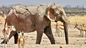 Elephant survives wildfire in Etosha National Park