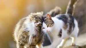 Trend Google: gattile