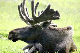 Image result for alaskan moose