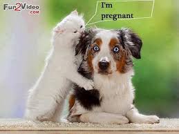 Image result for funny animal pictures