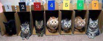 We thought it was a good time of the month to add a new form of racing to the group. RCIS Race Cats In Sheds. Calender will be released shortly. | Facebook