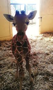 Image result for baby giraffes