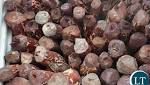 busts Mukula scam worth K6.6