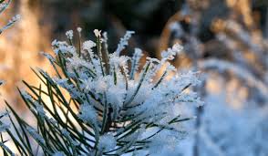 Alerta de geada: 79 municípios enfrentam frio de até 3°C e podem ‘congelar’; veja onde