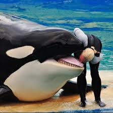 чутьёвоина #этомояземля #косатка Страшнее косатки охотника в океане нет. 10 метров в длину, 8 тонн веса и полная пасть острейших зубов — неудивительно, что охотничьи угодья косаток обходят далеко стороной и белые