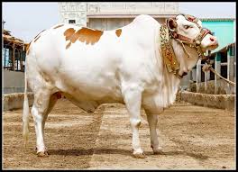 Image result for bakra eid 2015 pakistan