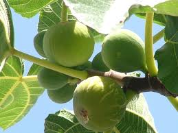 Risultati immagini per fico brogiotto