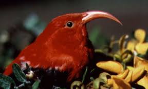 Picture of Hawaiian honeycreeper