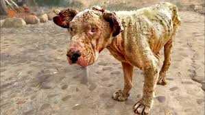 A Dog's Heartbreaking Struggle With Skin Disease - YouTube