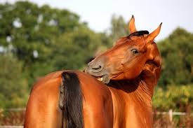 Image result for HORSE