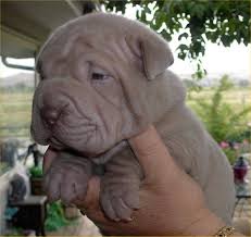 Afbeeldingsresultaat voor Shar-Pei  puppy