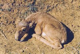 Résultat de recherche d'images pour "saiga antelope"