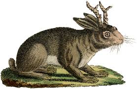Image result for RABBIT