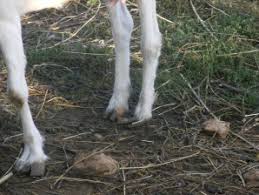 images?q=tbn:ANd9GcRXwxUcvCJ4Ze2h6ZqP_duwWFbw_4woblcHbvBlQjcMBQ97dBzjDg