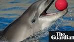 Ukraine claims dolphin army captured