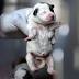 Memphis tries new approach to rounding up stray animals