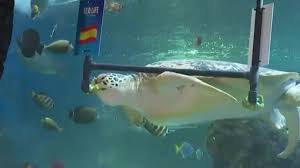 tortuga yellow